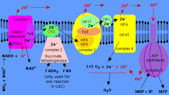 Electron transport Chain