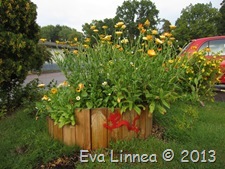 IMG_7524 IMG_7524