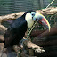 Red Billed Toucan: Also known as White Throated Toucans, these birds live high in the canopy and hop from branch to branch in search of food. Toucans have bristly tongues and are very noisy.