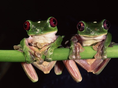 [oxford-pete-maroon-eyed-leaf-frogs-esmeraldas-ecuador%2520-%2520copia%255B5%255D.jpg]