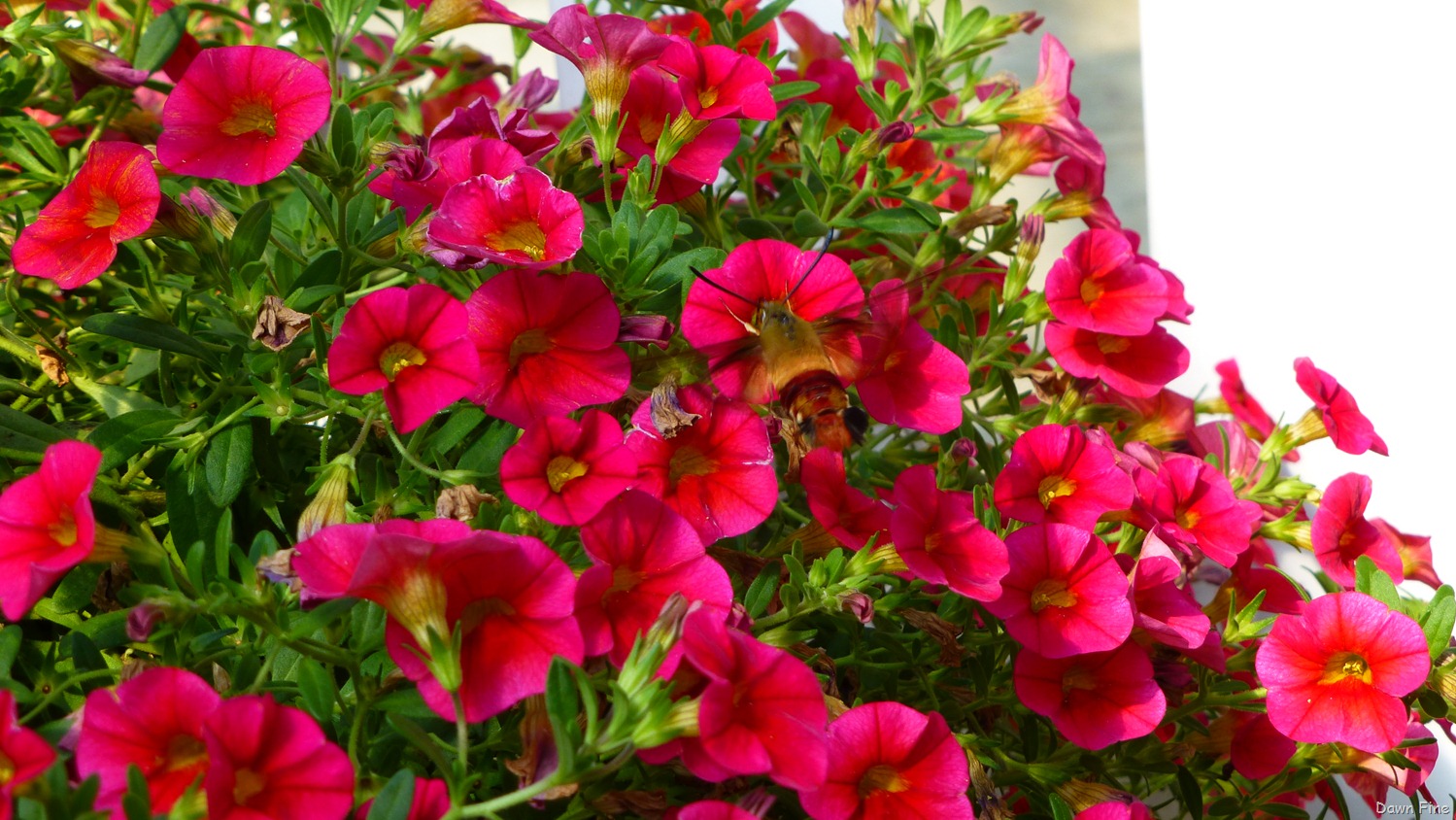 [flower-photos_0503.jpg]
