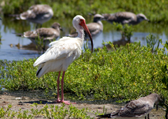 White Ibis SPI 3 White Ibis SPI 3
