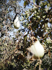 some olive harvest photos 001