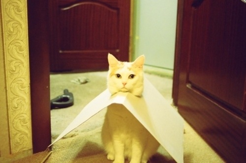 [strange-cats-expain-that-6%255B2%255D.jpg]