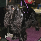 Field Spaniel