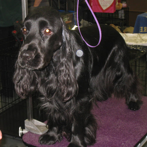 Field Spaniel