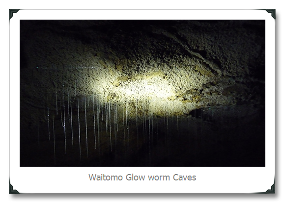 Waitamo Glow Worm Cave
