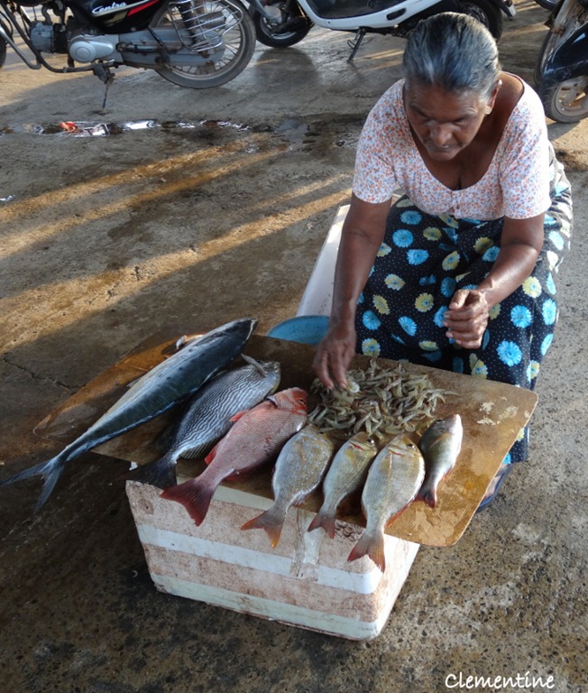 [March-aux-poissons--Negombo6.jpg]