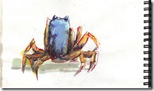 soldier crab