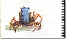 soldier crab soldier crab