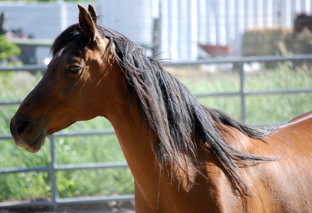 [horses201132.jpg]