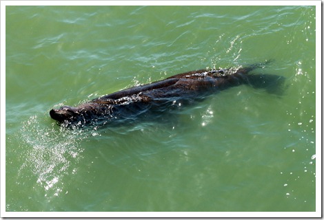 Морской лев очень задорно плавал и наслаждался водой, прямо-таки можно было ему позавидовать.