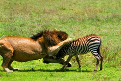 lion-attacks-zebra-calf-1