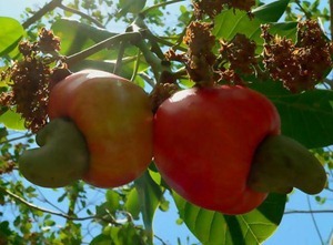 cashewnews_016