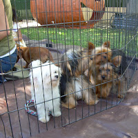 Puppy Party