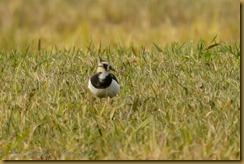 Lapwing (Vanellus vanellus)