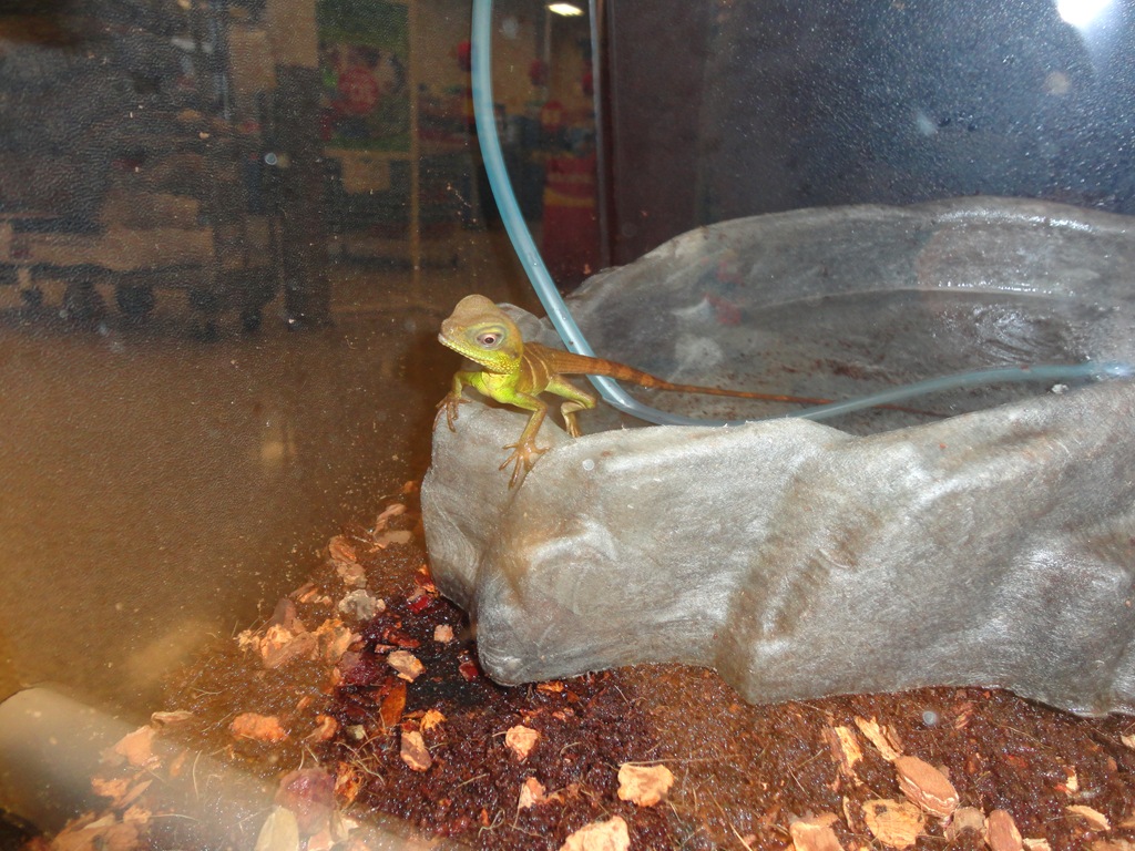 [Pet-Store-0294.jpg]