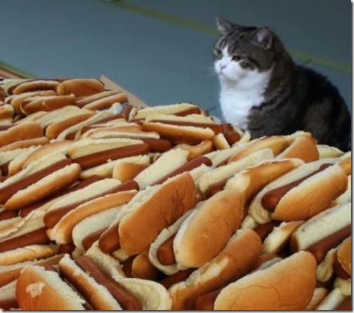 strange-cats-expain-that-57