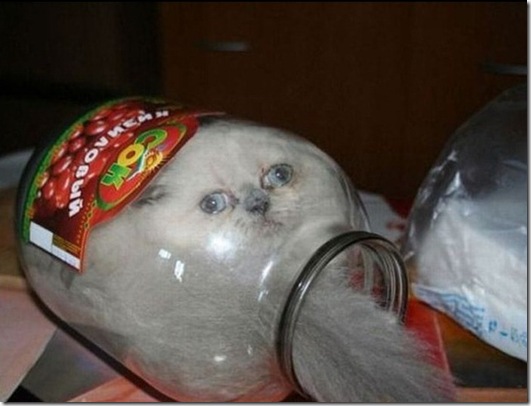 strange-cats-expain-that-51