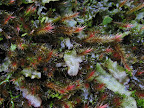 Orthothecium rufescens - Glen Fyne 2 - reduced.jpg