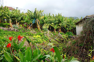 Bananeraie de la levada de Piornais