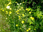 Here, more tall buttercups.