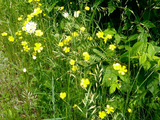 Here, more tall buttercups.