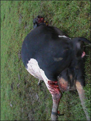 Tsitsikamma cattle mutilations 2 Apr72012 Bakkes farm