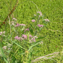 little purple flowers