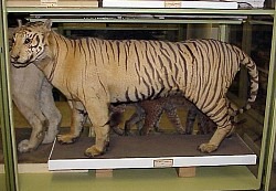 [tigredejava20113.jpg]
