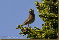 White-throated Sparrow