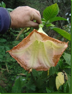 Brugmansia bicolor (2)