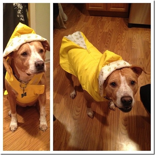 hurricane-sandy-dogs-24