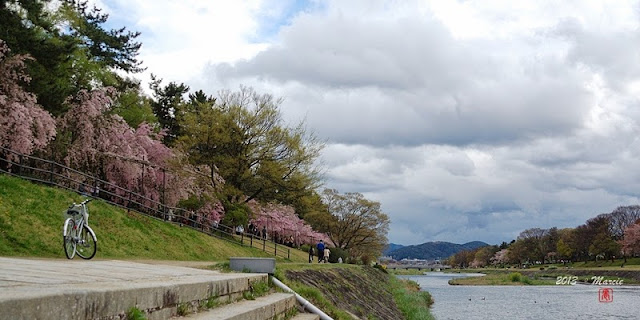 日本 京都 半木之道 櫻