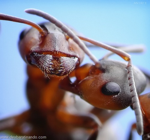 formigas inacreditaveis incriveis desbaratinando  (70)