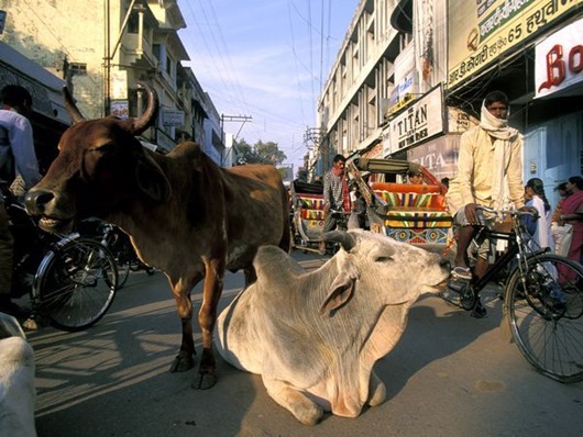sacred-cows_6738_600x450 sacred-cows_6738_600x450