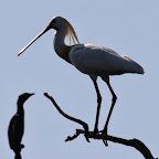 IMG_0905-Crop 1.jpg