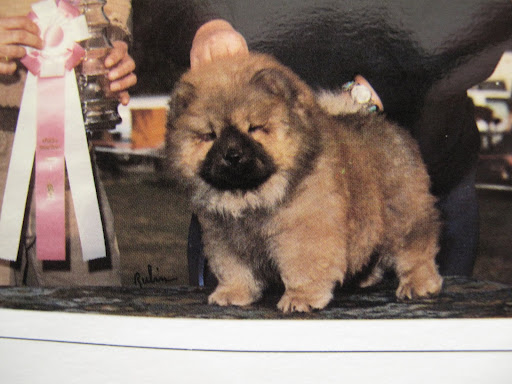 On second thought, and I hate to admit this, G.K. is cuter.  I wonder if that means he'll be a champion?