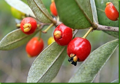 Eugenia punicifolia Eugenia punicifolia