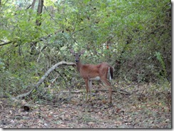 deer back yard 9-2011 002