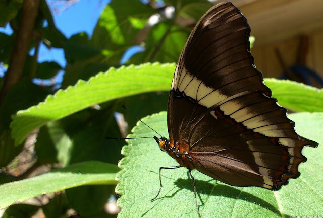 Siproeta epaphus trayja HÜBNER, [1823]. Environs de Curitiba, Paraná. 20 avril 2013. Photo : Mauricio Skrock