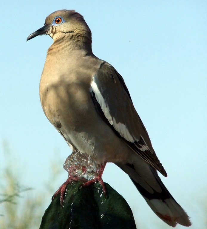 [White-winged-dove-CU-6-27-2011-8-31-%255B1%255D.jpg]