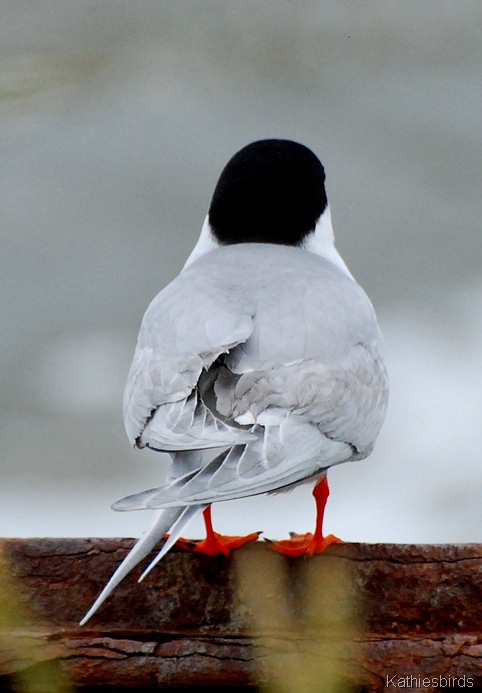 1. forster's tern-kab