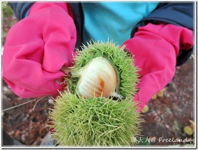 chestnut4 chestnut4