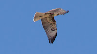 DSC02915.jpg