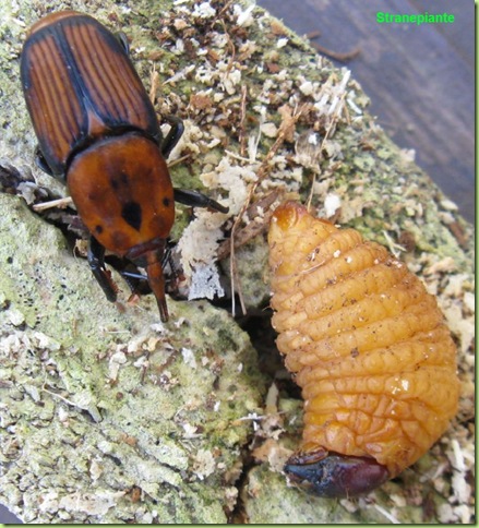 Rhynchophorus ferrugineus insetto adulto larva Rhynchophorus ferrugineus insetto adulto larva