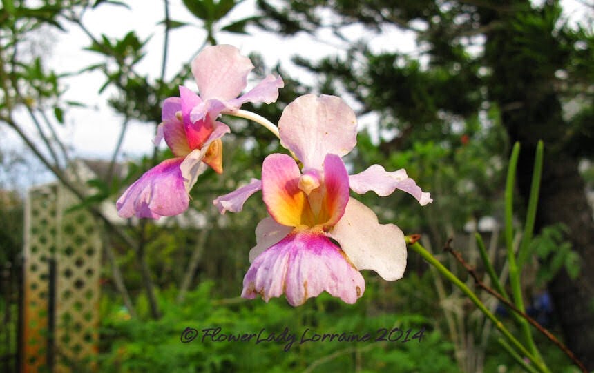 [09-22-vanda-miss-joachim-orchids%255B4%255D.jpg]