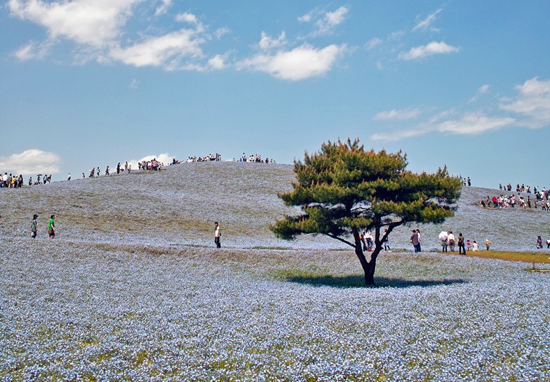 hitachi-seaside-park-16