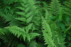 Ferns