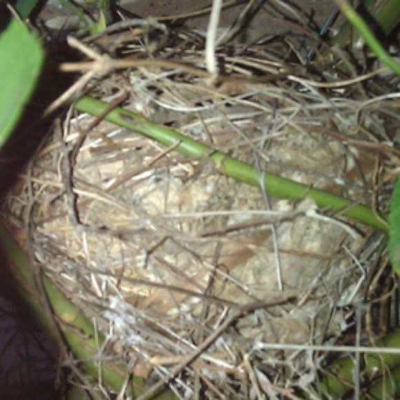 Spotting Image 1